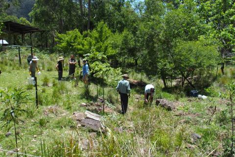Bushcare group planting trees