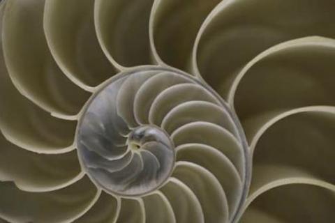 WTR shell spiral
