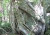 Strangler Fig roots around large boulder